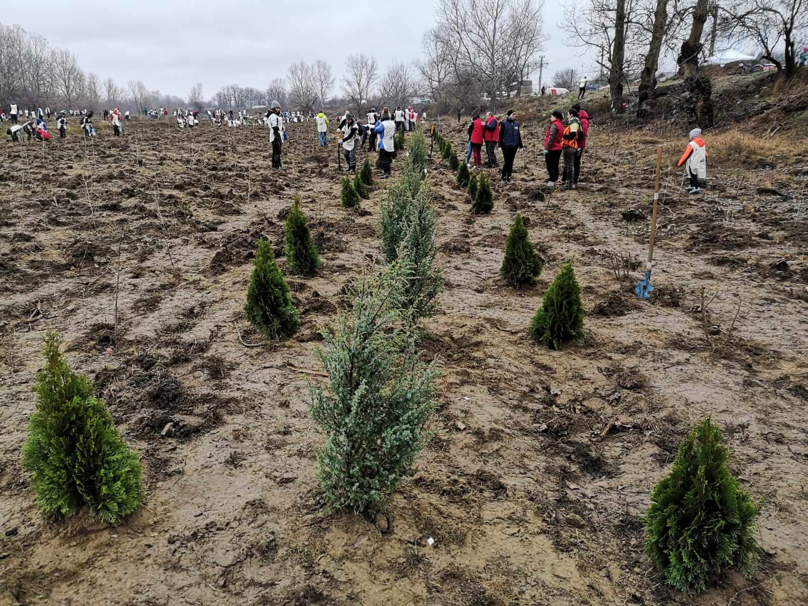 Pe 23 noiembrie, am contribuit, alaturi de alte cateva sute de voluntari si de asociatia Padurea Copiilor, la plantarea a 11.000 de puieti, pe o suprafata de 2 hectare, in Tinosu, Prahova.